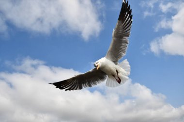 Martı, grup veya tek başına güzel mavi gökyüzünde uçmak, bazıları Bangpu 'daki dinlenme merkezinde yemek peşinde koşmak, Tayland' daki Samutprakarn.