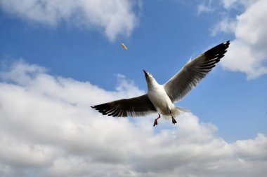 Martı, grup veya tek başına güzel mavi gökyüzünde uçmak, bazıları Bangpu 'daki dinlenme merkezinde yemek peşinde koşmak, Tayland' daki Samutprakarn.