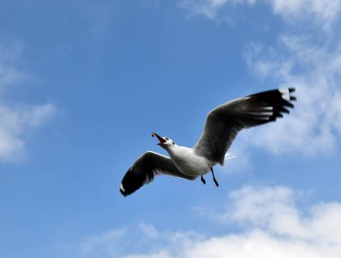 Martı, grup veya tek başına güzel mavi gökyüzünde uçmak, bazıları Bangpu 'daki dinlenme merkezinde yemek peşinde koşmak, Tayland' daki Samutprakarn.