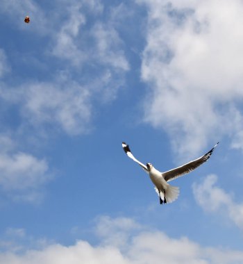 Martı, grup veya tek başına güzel mavi gökyüzünde uçmak, bazıları Bangpu 'daki dinlenme merkezinde yemek peşinde koşmak, Tayland' daki Samutprakarn.