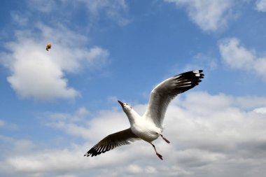 Martı, grup veya tek başına güzel mavi gökyüzünde uçmak, bazıları Bangpu 'daki dinlenme merkezinde yemek peşinde koşmak, Tayland' daki Samutprakarn.