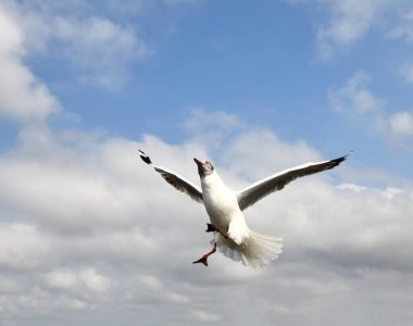 Martı, grup veya tek başına güzel mavi gökyüzünde uçmak, bazıları Bangpu 'daki dinlenme merkezinde yemek peşinde koşmak, Tayland' daki Samutprakarn.