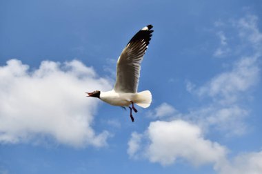Martı, grup veya tek başına güzel mavi gökyüzünde uçmak, bazıları Bangpu 'daki dinlenme merkezinde yemek peşinde koşmak, Tayland' daki Samutprakarn.