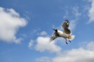 Martı, grup veya tek başına güzel mavi gökyüzünde uçmak, bazıları Bangpu 'daki dinlenme merkezinde yemek peşinde koşmak, Tayland' daki Samutprakarn.