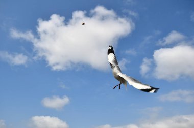 Martı, grup veya tek başına güzel mavi gökyüzünde uçmak, bazıları Bangpu 'daki dinlenme merkezinde yemek peşinde koşmak, Tayland' daki Samutprakarn.