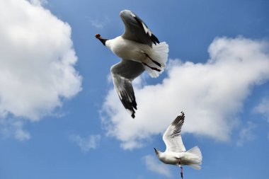 Martı, grup veya tek başına güzel mavi gökyüzünde uçmak, bazıları Bangpu 'daki dinlenme merkezinde yemek peşinde koşmak, Tayland' daki Samutprakarn.