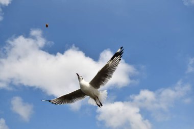 Martı, grup veya tek başına güzel mavi gökyüzünde uçmak, bazıları Bangpu 'daki dinlenme merkezinde yemek peşinde koşmak, Tayland' daki Samutprakarn.