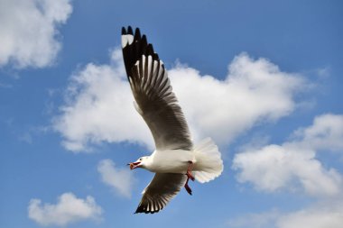 Martı, grup veya tek başına güzel mavi gökyüzünde uçmak, bazıları Bangpu 'daki dinlenme merkezinde yemek peşinde koşmak, Tayland' daki Samutprakarn.