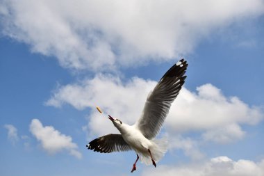 Martı, grup veya tek başına güzel mavi gökyüzünde uçmak, bazıları Bangpu 'daki dinlenme merkezinde yemek peşinde koşmak, Tayland' daki Samutprakarn.