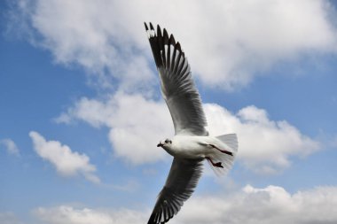 Martı, grup veya tek başına güzel mavi gökyüzünde uçmak, bazıları Bangpu 'daki dinlenme merkezinde yemek peşinde koşmak, Tayland' daki Samutprakarn.