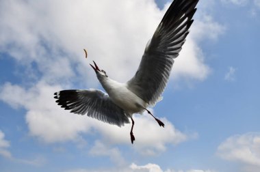 Martı, grup veya tek başına güzel mavi gökyüzünde uçmak, bazıları Bangpu 'daki dinlenme merkezinde yemek peşinde koşmak, Tayland' daki Samutprakarn.