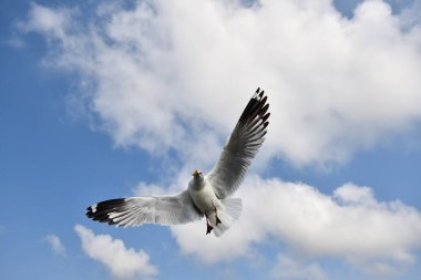 Martı, grup veya tek başına güzel mavi gökyüzünde uçmak, bazıları Bangpu 'daki dinlenme merkezinde yemek peşinde koşmak, Tayland' daki Samutprakarn.