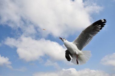 Martı, grup veya tek başına güzel mavi gökyüzünde uçmak, bazıları Bangpu 'daki dinlenme merkezinde yemek peşinde koşmak, Tayland' daki Samutprakarn.