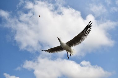 Martı, grup veya tek başına güzel mavi gökyüzünde uçmak, bazıları Bangpu 'daki dinlenme merkezinde yemek peşinde koşmak, Tayland' daki Samutprakarn.