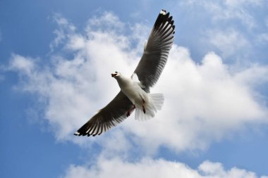 Martı, grup veya tek başına güzel mavi gökyüzünde uçmak, bazıları Bangpu 'daki dinlenme merkezinde yemek peşinde koşmak, Tayland' daki Samutprakarn.