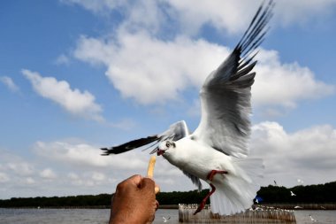 Martı, grup veya tek başına güzel mavi gökyüzünde uçmak, bazıları Bangpu 'daki dinlenme merkezinde yemek peşinde koşmak, Tayland' daki Samutprakarn.