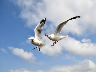 Martı, grup veya tek başına güzel mavi gökyüzünde uçmak, bazıları Bangpu 'daki dinlenme merkezinde yemek peşinde koşmak, Tayland' daki Samutprakarn.