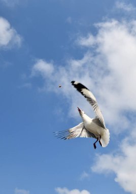 Martı, grup veya tek başına güzel mavi gökyüzünde uçmak, bazıları Bangpu 'daki dinlenme merkezinde yemek peşinde koşmak, Tayland' daki Samutprakarn.