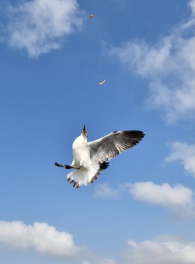 Martı, grup veya tek başına güzel mavi gökyüzünde uçmak, bazıları Bangpu 'daki dinlenme merkezinde yemek peşinde koşmak, Tayland' daki Samutprakarn.