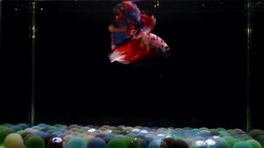 Beta balığı. Uzun kuyruk, kısa kuyruk, Tayland 'dan Crowntail ve Dumbo. İzole edilmiş mavi ya da gri ve siyah arka planda savaşan Siyam balığı..