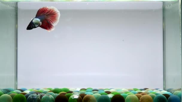 Betta Fish Halfmoon Long Tail Short Tail Crowntails Dumbo Thailand — Stok Video