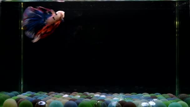 Pesce Betta Mezzaluna Coda Lunga Coda Corta Coda Corta Dumbo — Video Stock