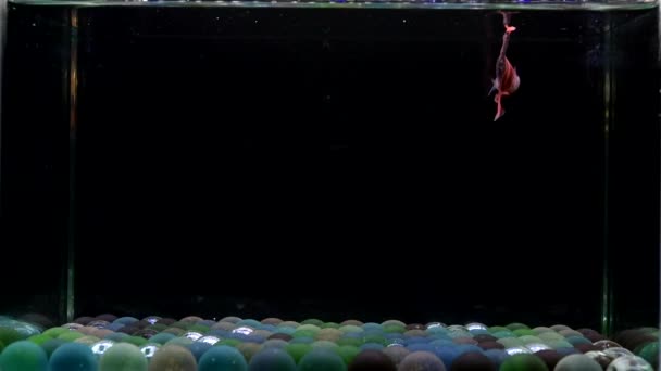 Риба Бетта Напівмісяць Довгий Хвіст Короткий Хвіст Коронки Дамбо Таїланду — стокове відео