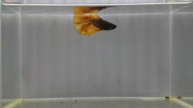 Beta balığı. Uzun kuyruk, kısa kuyruk, Tayland 'dan Crowntail ve Dumbo. İzole edilmiş mavi ya da gri ve siyah arka planda savaşan Siyam balığı..