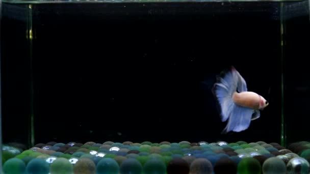 ベッタ魚ハーフムーンロングテール ショートテール クラウンテール タイからのダンボ 孤立したブルーまたはグレーと黒の背景でシアムの戦いの魚 — ストック動画