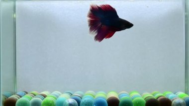 Beta balığı uzun kuyruk, kısa kuyruk, Crowntails ve Dumbo Tayland 'dan, Siyam dövüş balığı izole edilmiş mavi ya da gri arka planda.