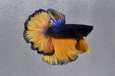 Beta balığı Yarım Ay, Yarım Ay, Dumbo, Veiltail ve Tayland 'dan Vahşi Beta Kara, Mavi ya da Gri Arka plan' da izole edilmiş Siyam savaşan balıklar