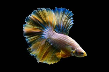 Beta balığı Yarım Ay, Yarım Ay, Dumbo, Veiltail ve Tayland 'dan Vahşi Beta Kara, Mavi ya da Gri Arka plan' da izole edilmiş Siyam savaşan balıklar