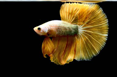 Beta balığı Yarım Ay, Yarım Ay, Dumbo, Veiltail ve Tayland 'dan Vahşi Beta Kara, Mavi ya da Gri Arka plan' da izole edilmiş Siyam savaşan balıklar