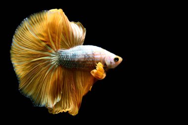 Beta balığı Yarım Ay, Yarım Ay, Dumbo, Veiltail ve Tayland 'dan Vahşi Beta Kara, Mavi ya da Gri Arka plan' da izole edilmiş Siyam savaşan balıklar