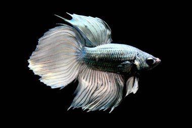 Beta balığı Yarım Ay, Yarım Ay, Dumbo, Veiltail ve Tayland 'dan Vahşi Beta Kara, Mavi ya da Gri Arka plan' da izole edilmiş Siyam savaşan balıklar