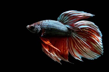 Beta balığı Yarım Ay, Yarım Ay, Dumbo, Veiltail ve Tayland 'dan Vahşi Beta Kara, Mavi ya da Gri Arka plan' da izole edilmiş Siyam savaşan balıklar