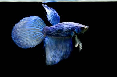 Beta balığı Yarım Ay, Yarım Ay, Dumbo, Veiltail ve Tayland 'dan Vahşi Beta Kara, Mavi ya da Gri Arka plan' da izole edilmiş Siyam savaşan balıklar