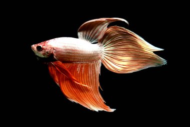 Beta balığı Yarım Ay, Yarım Ay, Dumbo, Veiltail ve Tayland 'dan Vahşi Beta Kara, Mavi ya da Gri Arka plan' da izole edilmiş Siyam savaşan balıklar