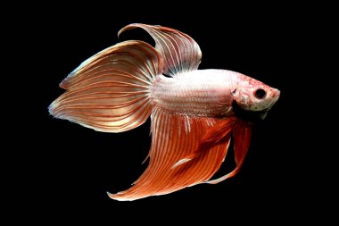 Beta balığı Yarım Ay, Yarım Ay, Dumbo, Veiltail ve Tayland 'dan Vahşi Beta Kara, Mavi ya da Gri Arka plan' da izole edilmiş Siyam savaşan balıklar