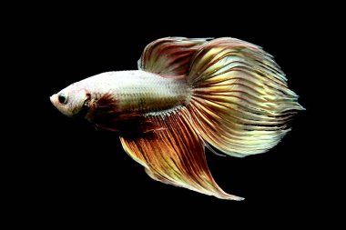 Beta balığı Yarım Ay, Yarım Ay, Dumbo, Veiltail ve Tayland 'dan Vahşi Beta Kara, Mavi ya da Gri Arka plan' da izole edilmiş Siyam savaşan balıklar