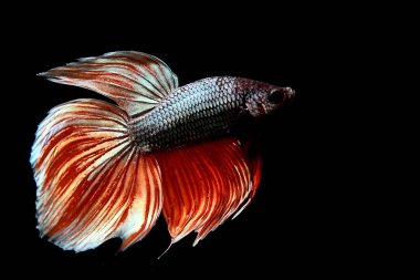 Beta balığı Yarım Ay, Yarım Ay, Dumbo, Veiltail ve Tayland 'dan Vahşi Beta Kara, Mavi ya da Gri Arka plan' da izole edilmiş Siyam savaşan balıklar