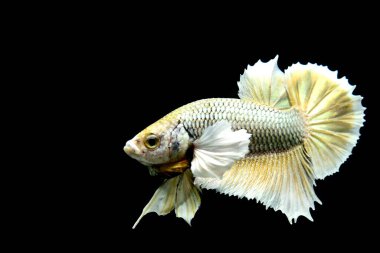 Beta balığı Yarım Ay, Yarım Ay, Dumbo, Veiltail ve Tayland 'dan Vahşi Beta Kara, Mavi ya da Gri Arka plan' da izole edilmiş Siyam savaşan balıklar