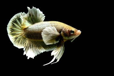 Beta balığı Yarım Ay, Yarım Ay, Dumbo, Veiltail ve Tayland 'dan Vahşi Beta Kara, Mavi ya da Gri Arka plan' da izole edilmiş Siyam savaşan balıklar