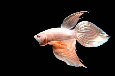 Beta balığı Yarım Ay, Yarım Ay, Dumbo, Veiltail ve Tayland 'dan Vahşi Beta Kara, Mavi ya da Gri Arka plan' da izole edilmiş Siyam savaşan balıklar