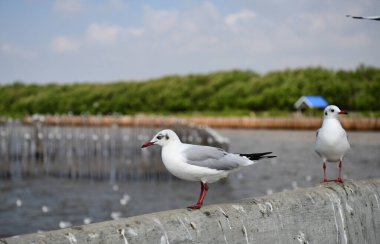 Martı, grup veya tek başına güzel mavi gökyüzünde uçmak, bazıları Bangpu 'daki dinlenme merkezinde yemek peşinde koşmak, Tayland' daki Samutprakarn.