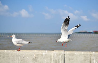Martı, grup veya tek başına güzel mavi gökyüzünde uçmak, bazıları Bangpu 'daki dinlenme merkezinde yemek peşinde koşmak, Tayland' daki Samutprakarn.