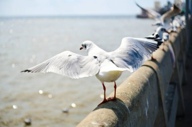 Martı, grup veya tek başına güzel mavi gökyüzünde uçmak, bazıları Bangpu 'daki dinlenme merkezinde yemek peşinde koşmak, Tayland' daki Samutprakarn.