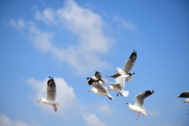 Martı, grup veya tek başına güzel mavi gökyüzünde uçmak, bazıları Bangpu 'daki dinlenme merkezinde yemek peşinde koşmak, Tayland' daki Samutprakarn.