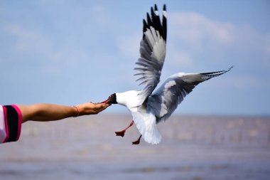 Martı, grup veya tek başına güzel mavi gökyüzünde uçmak, bazıları Bangpu 'daki dinlenme merkezinde yemek peşinde koşmak, Tayland' daki Samutprakarn.