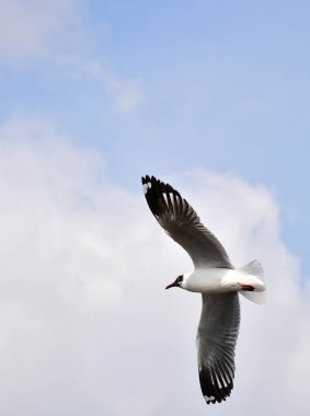 Martı, grup veya tek başına güzel mavi gökyüzünde uçmak, bazıları Bangpu 'daki dinlenme merkezinde yemek peşinde koşmak, Tayland' daki Samutprakarn.